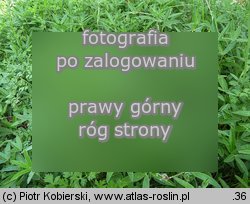 Trifolium alpestre (koniczyna dwukłosowa)