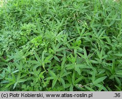 Trifolium alpestre (koniczyna dwukłosowa)