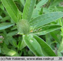 Trifolium alpestre (koniczyna dwukłosowa)