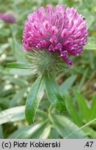 Trifolium alpestre (koniczyna dwukłosowa)