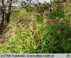 Trifolium alpestre (koniczyna dwukłosowa)