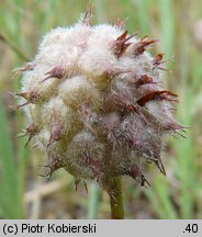 Trifolium fragiferum ssp. fragiferum (koniczyna rozdęta typowa)