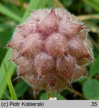 Trifolium fragiferum ssp. fragiferum (koniczyna rozdęta typowa)