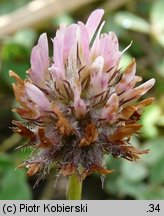 Trifolium fragiferum ssp. fragiferum (koniczyna rozdęta typowa)