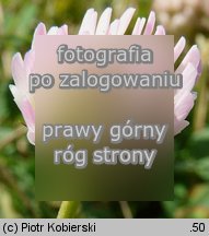 Trifolium fragiferum ssp. fragiferum (koniczyna rozdęta typowa)