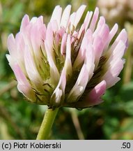 Trifolium fragiferum ssp. fragiferum (koniczyna rozdęta typowa)