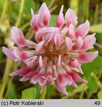 Trifolium hybridum ssp. hybridum (koniczyna białoróżowa typowa)