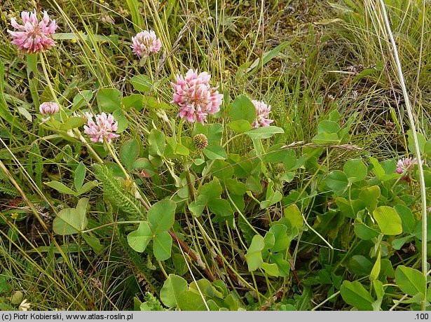 Trifolium hybridum ssp. hybridum (koniczyna białoróżowa typowa)