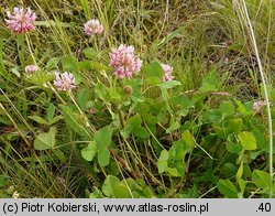 Trifolium hybridum ssp. hybridum (koniczyna białoróżowa typowa)