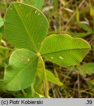 Trifolium hybridum ssp. hybridum (koniczyna białoróżowa typowa)