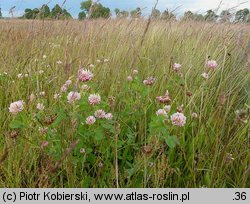 Trifolium hybridum ssp. hybridum (koniczyna białoróżowa typowa)