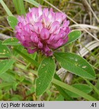 Trifolium medium (koniczyna pogięta)