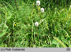 Trifolium montanum (koniczyna pagórkowa)