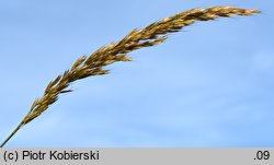 Trisetum flavescens (konietlica łąkowa)