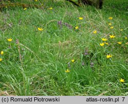 Tulipa sylvestris (tulipan dziki)