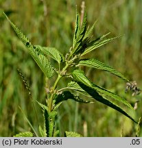 Urtica galeopsifolia (pokrzywa poziewnikolistna)