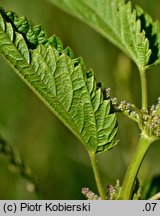 Urtica galeopsifolia (pokrzywa poziewnikolistna)