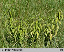 Urtica galeopsifolia (pokrzywa poziewnikolistna)