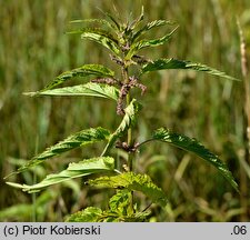 Urtica galeopsifolia (pokrzywa poziewnikolistna)