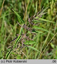 Urtica galeopsifolia (pokrzywa poziewnikolistna)