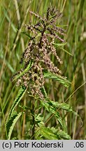 Urtica galeopsifolia (pokrzywa poziewnikolistna)