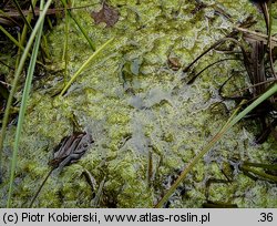 Utricularia intermedia (pływacz średni)