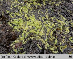 Utricularia intermedia (pływacz średni)