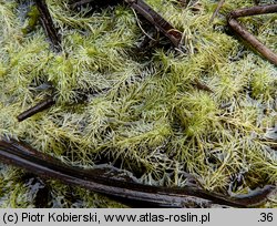 Utricularia intermedia (pływacz średni)