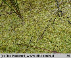 Utricularia intermedia (pływacz średni)