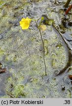 Utricularia intermedia (pływacz średni)