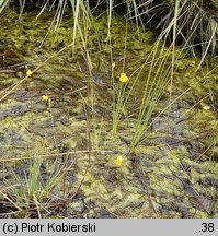 Utricularia intermedia (pływacz średni)