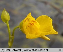 Utricularia intermedia (pływacz średni)