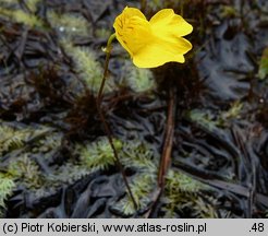 Utricularia intermedia (pływacz średni)