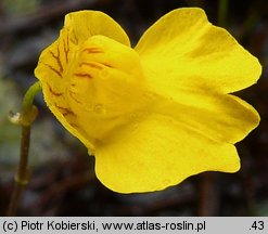 Utricularia intermedia (pływacz średni)