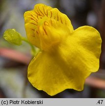 Utricularia intermedia (pływacz średni)