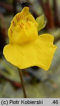 Utricularia intermedia (pływacz średni)