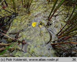 Utricularia intermedia (pływacz średni)