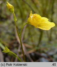 Utricularia intermedia (pływacz średni)