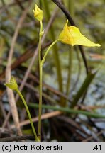 Utricularia intermedia (pływacz średni)