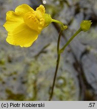 Utricularia intermedia (pływacz średni)