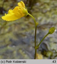 Utricularia intermedia (pływacz średni)