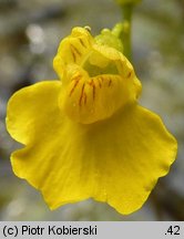 Utricularia intermedia (pływacz średni)