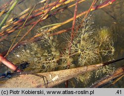 Utricularia vulgaris (pływacz zwyczajny)