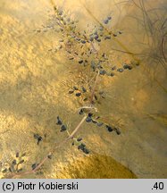 Utricularia vulgaris (pływacz zwyczajny)