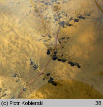 Utricularia vulgaris (pływacz zwyczajny)