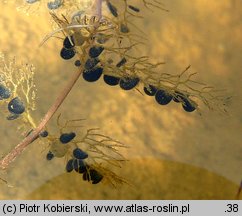 Utricularia vulgaris (pływacz zwyczajny)