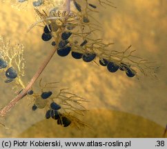 Utricularia vulgaris (pływacz zwyczajny)