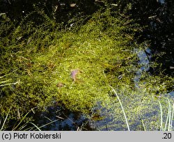 Utricularia minor (pływacz drobny)