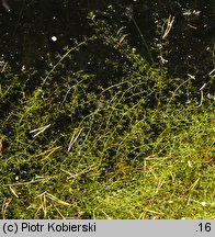 Utricularia minor (pływacz drobny)