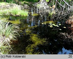 Utricularia minor (pływacz drobny)